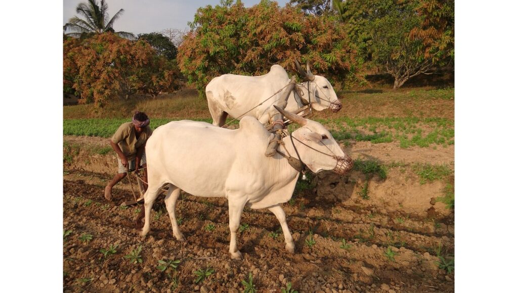 मराठी कविता निर्यातबंदी