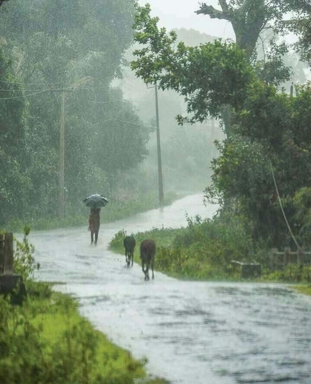 पाऊसाच्या कवीता